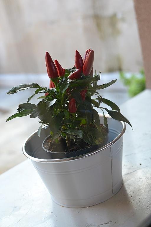 La Salvia E Il Lampone Pove del Grappa